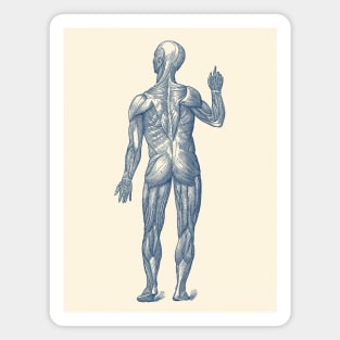 Human Muscle System - Rear View - Vintage Anatomy Magnet